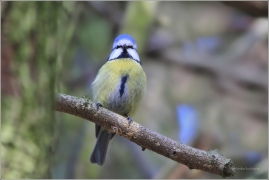 <p>SÝKORA MODŘINKA (Cyanistes caeruleus) /Eurasian blue tit - Blaumeise/</p>